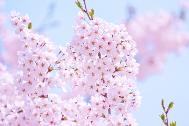 お花見デート、何する?おすすめプランはこれ! お花見デート、何する?おすすめプランはこれ!