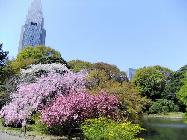 新宿御苑の桜・お花見2016、混雑・場所取り、夜桜、持ち込みは？